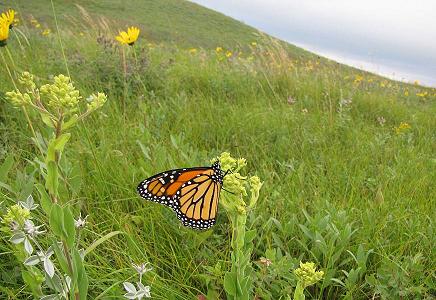 Environment, Ecology and Gardening