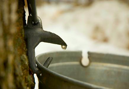Maple Syrup Events & Festivals