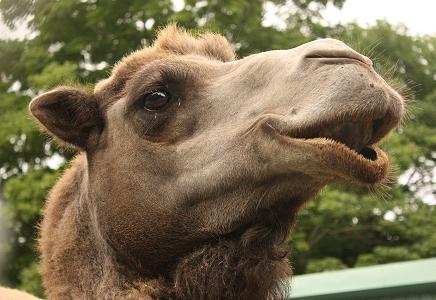 Riverview Park and Zoo