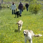 Karen leads a pack walk. Keep moving- When dog owners stand around, their dogs tend to ‘pack up’, either away from people, or under everyone’s feet. Photo by Tim Bellhouse Karen leads a pack walk. Keep moving- When dog owners stand around, their dogs tend to ‘pack up’, either away from people, or under everyone’s feet. <br />Photo by Tim Bellhouse