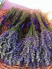 Fresh herbs and lavender will be available at the Market in early July (photo: Jillian Bishop) Fresh herbs and lavender will be available at the Market in early July (photo: Jillian Bishop)