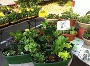 Stock up on your own herbs and garden plants early in the season (photo: Jillian Bishop) Stock up on your own herbs and garden plants early in the season (photo: Jillian Bishop)