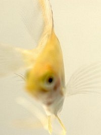 Yellow II: contemplating how the fish is also observing you (photo: Roz Hermant) Yellow II: contemplating how the fish is also observing you (photo: Roz Hermant)