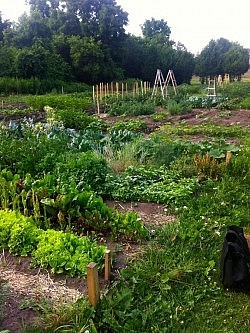Community gardens, like the Liftlock Garden seen above, are popping up all over Peterborough. If you're interested in a garden plot, contact Jill Bishiop of the Peterborough Community Garden Network for more information.