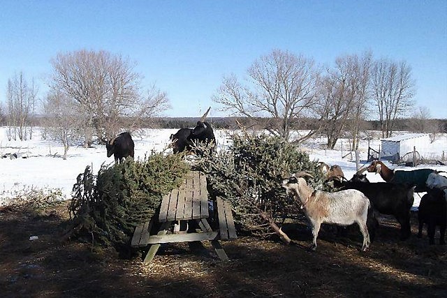 At Constance Creek Wildlife Refuge in Ottawa, you can feed discarded Christmas trees to goats, who will strip the tree of all its needles and bark. Goats find conifer trees tasty and they are healthier than hay, providing vitamins and acting as a natural dewormer. In the Kawarthas, Crosswind Farm in Keene is now accepting discarded Christmas trees for their goat herd. (Photo: Constance Creek Wildlife Refuge)