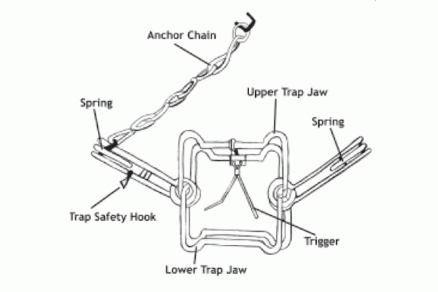 A conibear trap, similar to the one that killed Valerie Strain's dog George 