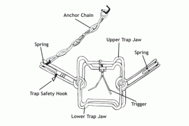 A conibear trap, similar to the one that killed Valerie Strain's dog George