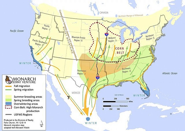 Migration map of the monarch butterfly (graphic:  U.S. Fish and Wildlife Service)