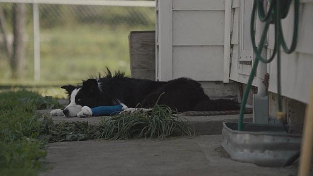 The star of the ad is an injured border collie, played by Sequel (Flo from Harley Farms also makes an appearance)