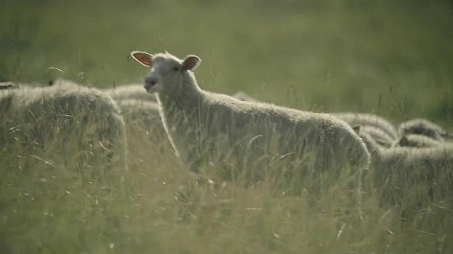 The sheep seen in close-up shots are from Shropshire Hills Farm in Grafton