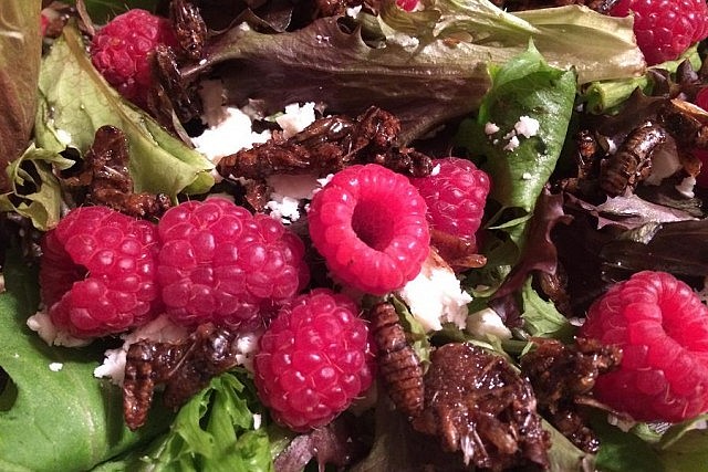 Eat your bugs, they're good for you! Eva made a salad with Cross Wind Farm feta cheese, raspberries, and caramelized crickets (photo: Eva Fisher)