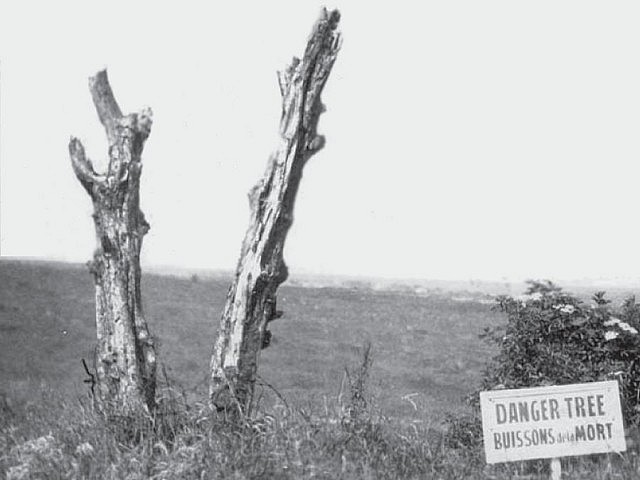 The original danger tree at Beaumont-Hamel in France. The gnarled tree marked the spot halfway down the battlefield where German machine gun and artillery fire was the most intense, and it was where most of the 1st Newfoundland Regiment would fall on July 1, 1916. Within 30 minutes, the regiment suffered a crippling 324 killed and 386 wounded, out of a total of 801 soldiers. While the danger tree survived WWI, it eventually was replaced with a replica that now stands at the same spot in Newfoundland Memorial Park at Beaumont-Hamel.