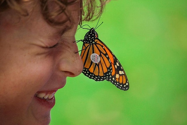 Monarch butterflies were tagged and released at Ecology Park, to be tracked during their migration to Mexico (photo: Peterborough GreenUP)