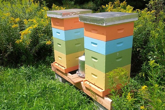 GreenUP Ecology Park became home to two honeybee hives in 2015, provided pollination services to plants in the park as well as surrounding fruit trees and community gardens (photo: Peterborough GreenUP)