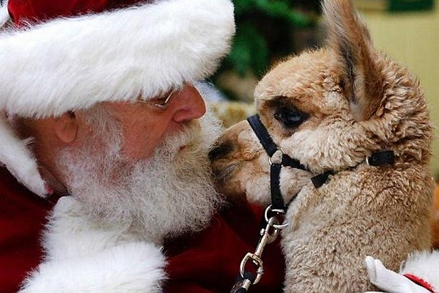 Santa gets nose-to-nose with a visiting alpaca at Peterborough Square