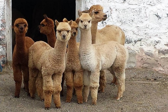 Hubbert Farms currently has a herd of 70 alpacas, including these young alpacas known as crias