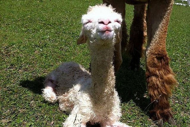 The endearingly cute alpaca was first domesticated as a farm animal in South America over 5,000 years ago