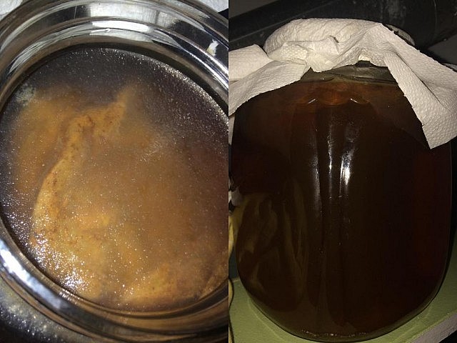 Kombucha is made using a SCOBY - Symbiotic Culture Of Bacteria and Yeast. Local Kombucha home brewer James Pronk shows off his latest batch. (Photos courtesy of James Pronk)