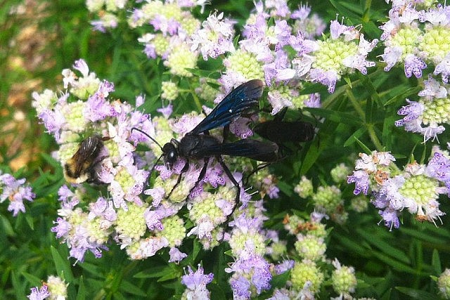 Several pollinators, including a Bumblebee and a Mud Dauber, feed from mint flowers growing in the children’s garden at Ecology Park. Bumblebees are critical pollinators who visit 10 to 18 flowers in a minute. Known as the teddy bears of the bee word, bumblebees can be observed closely without interference. (Photo: Karen Halley, GreenUP)