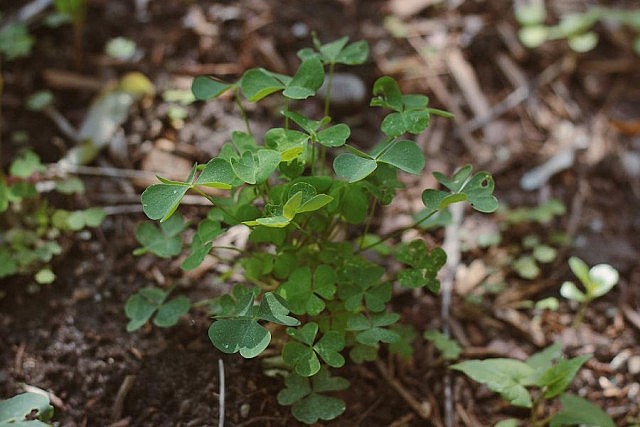 "Another plant you will see popping up all over the Kawarthas is wood sorrel (oxalis acetosella). Many people mistake this plant for clover, as it has three small heart-shaped leaves. Wood sorrel has a sour lemony flavour due to high levels of oxalic acid (the same constituent that makes rhubarb sour). It makes a delicious fresh pesto as a condiment to fish or a lovely summer soup." - Courtney Jeffrey (Photo: Nadia Tan/Art of Awareness)
