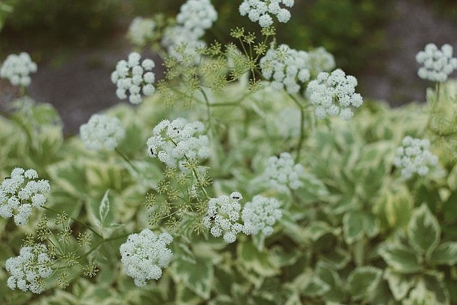 "If you are a gardener and have encountered goutweed (aegopodium podagraria), you might have an adversarial relationship to it due to its invasive nature. So it might surprise you to find out that it is both edible and quite delicious. This plant has a lovely parsley-like flavour that is packed full of nutrients, anti-inflammatories, and diuretic properties which make it a great food for people suffering from gout and other rheumatic ailments including arthritis and joint pain (hence its name). The young greens are most palatable before they flower but can be cooked into a soup or chopped finely and added as an herb if you are using the older leaves." - Courtney Jeffrey  (Photo: Nadia Tan/Art of Awareness)