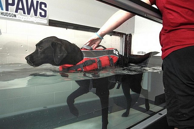 Canine hydrotherapy is one of the services offered at Pawz and Company in Lindsay